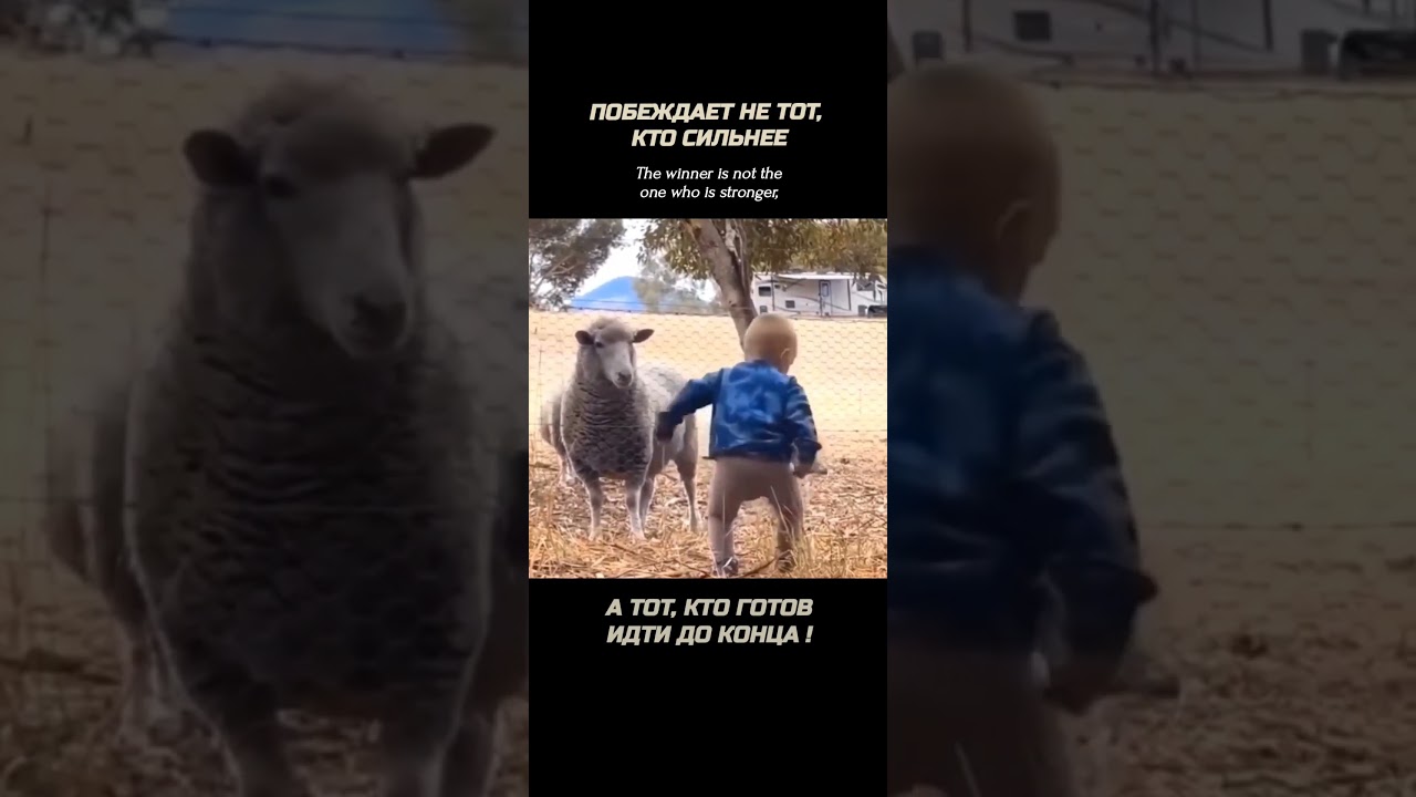 Весёлые моменты с детьми и животными 🐑 — Лучшие приколы и улыбки