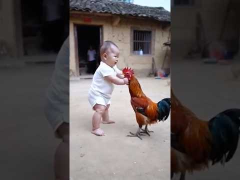 chicken funnyvideo #chickensong #hen #song #funnychickensong