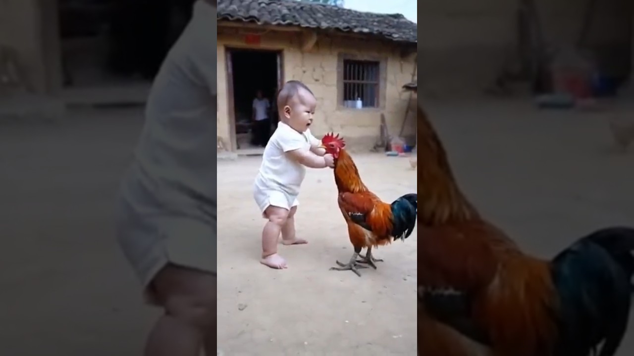 Hilarious Chicken Song Compilation 🐔 | Funny Chicken Videos to Brighten Your Day
