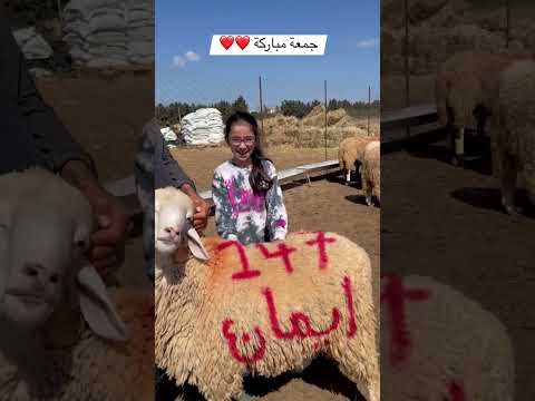 كبش العيد كبش ايمان ماشاء الله