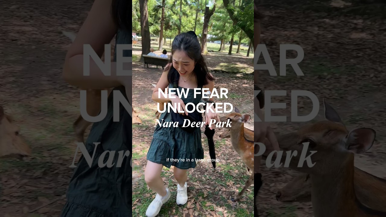 3 Things to Avoid at Nara Deer Park 🦌