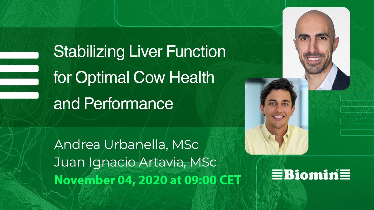 Boost Cow Health by Stabilizing Liver Function 🐄