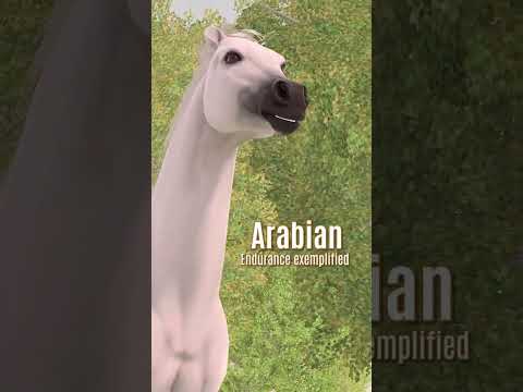 Which horse breed do you collect?