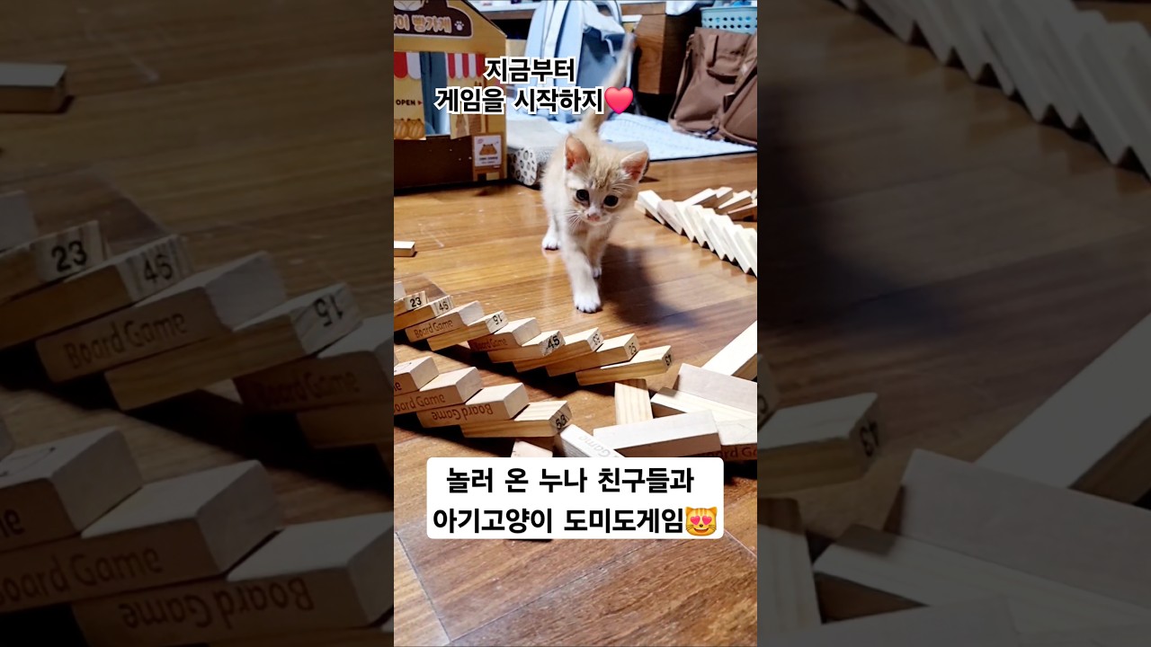아기고양이 도미노놀이 🐱