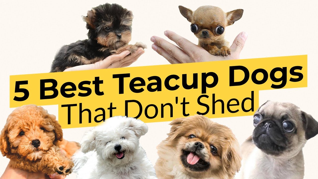5 Top 5 Low-Shedding Teacup Dogs for Small Space Living 🐶