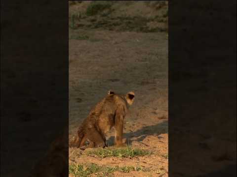 Junior - The Paralysed Lion Cub | A Heartbreaking Story