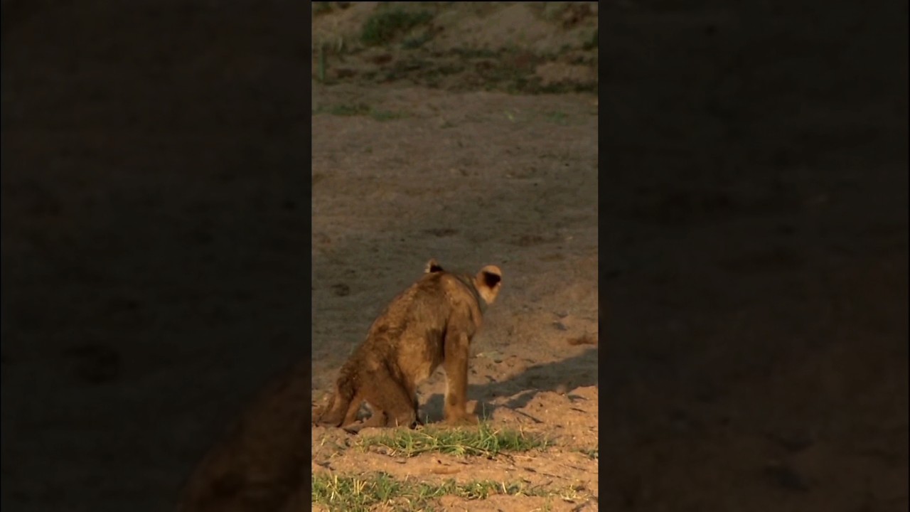 Junior - The Paralyzed Lion Cub | An Emotional Story