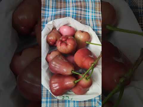 aappil chabaka##😍😍##😋😋😋#👍👍👍