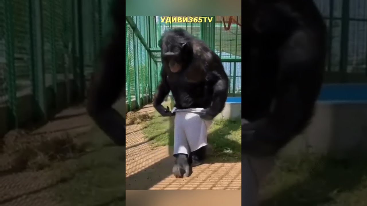 Обезьяна в трусах: забавная эволюция 🐒