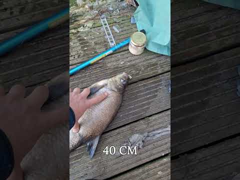 ловля леща. лещ 50 см #fishing #рыбалка