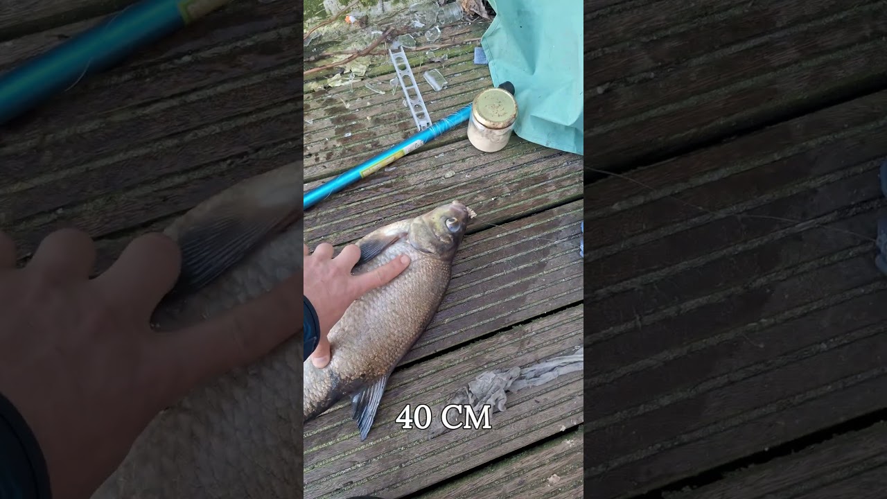 Успешная ловля леща 50 см 🎣