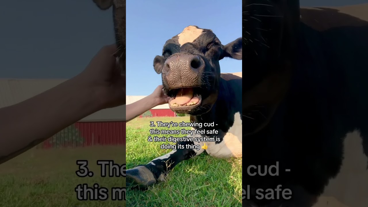 5 Signs a Cow Is Happy 🥹