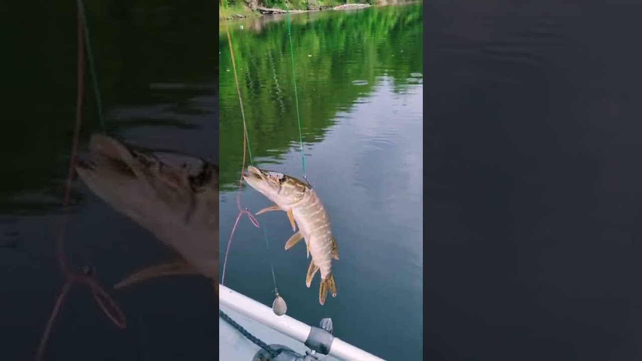 Щука неожиданно сама стала живцом 🎣