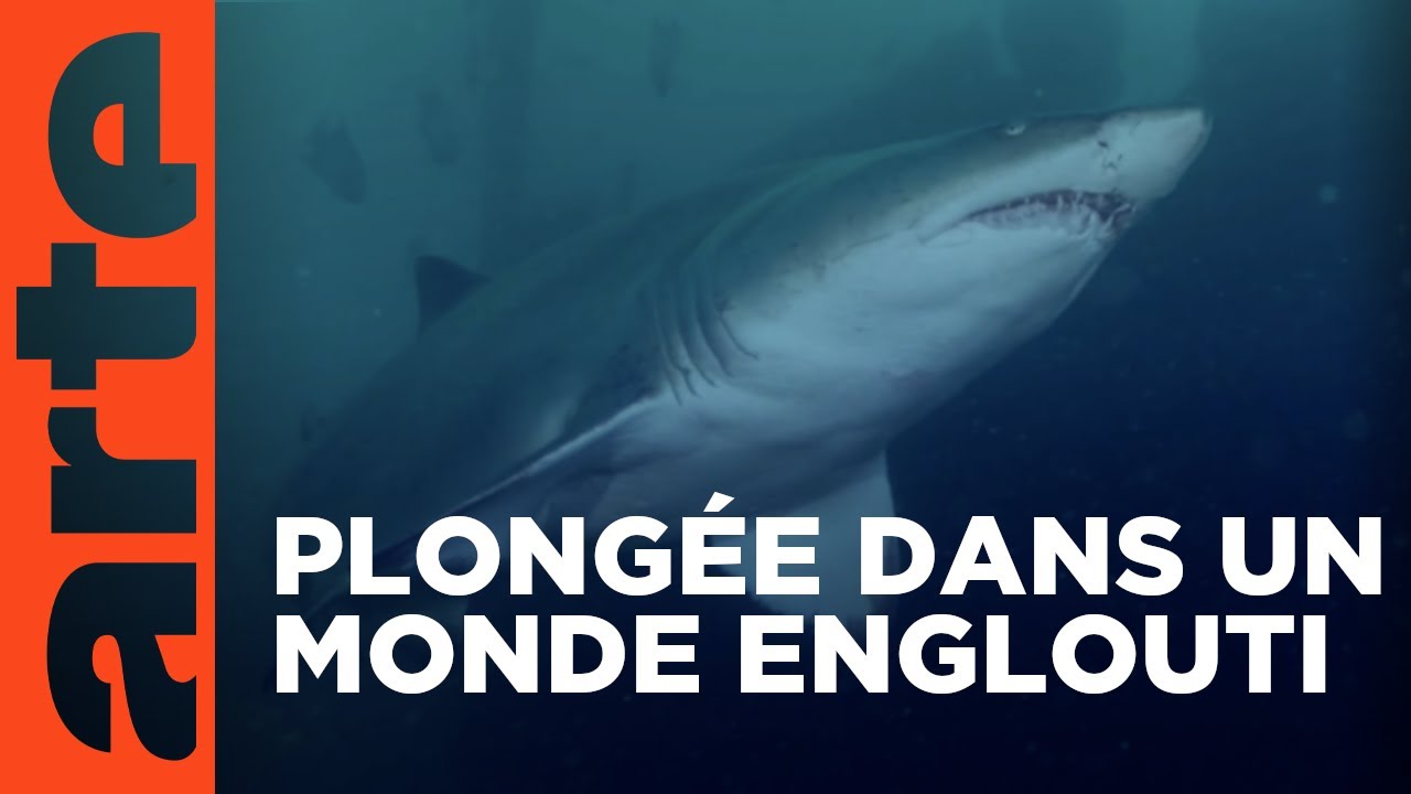 Les épaves, oasis pour la nature | Documentaire ARTE