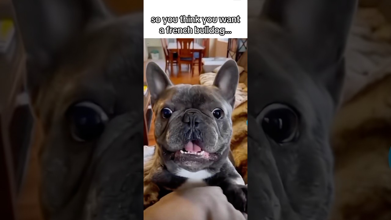 Funny French Bulldog Moments ๐ถ