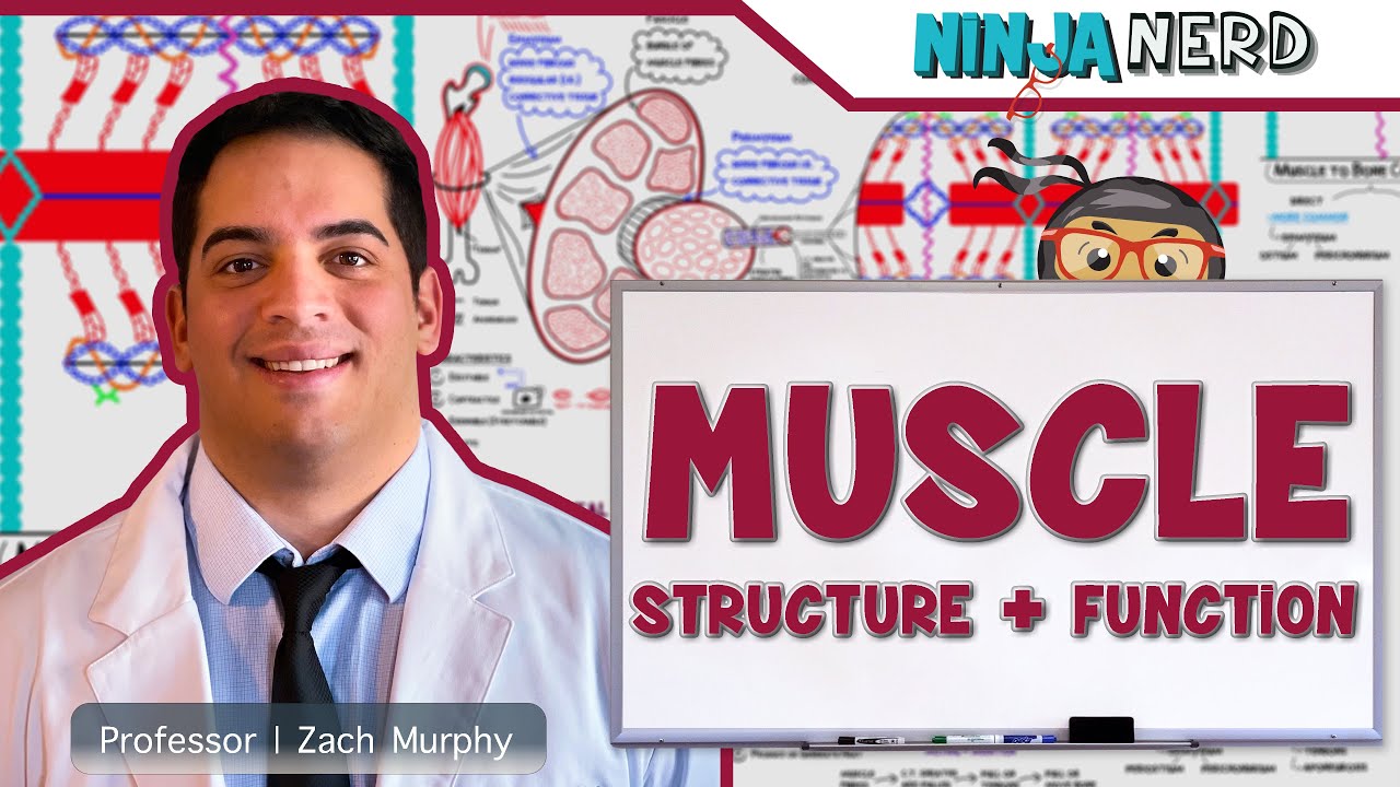 Musculoskeletal System: Muscle Structure & Function 🏋️♂️