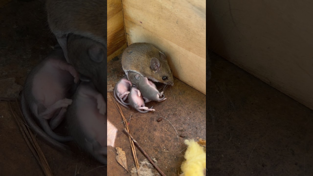 Mice and Their Babies: The Cutest Animals
