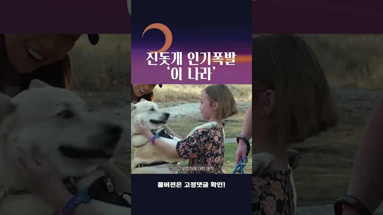 진돗개 인기 폭발하는 나라! 🇰🇷