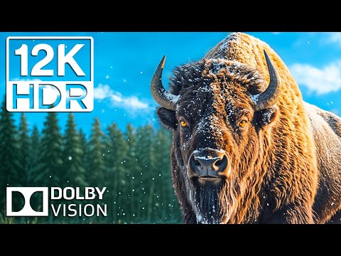 12K Animals World