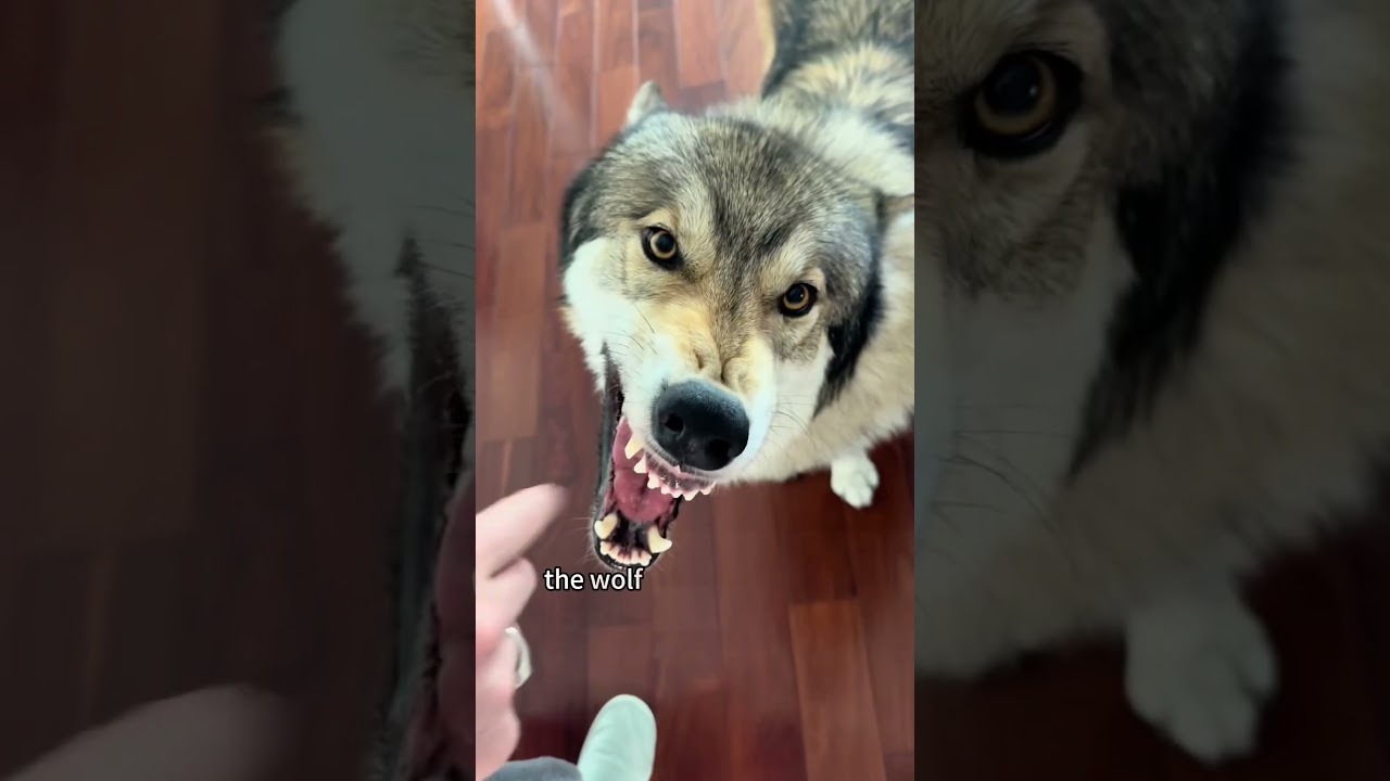 Transforming a Wolf into a Dog 🐶