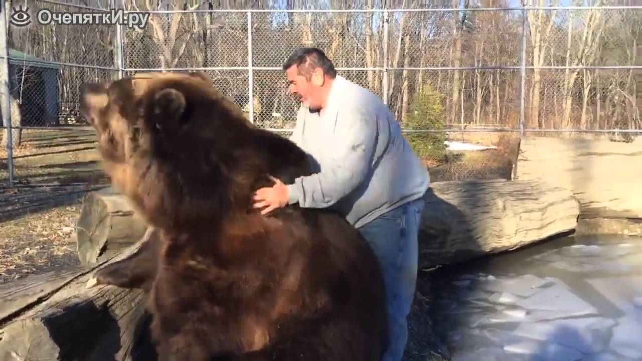 Большой домашний медведь 🐻