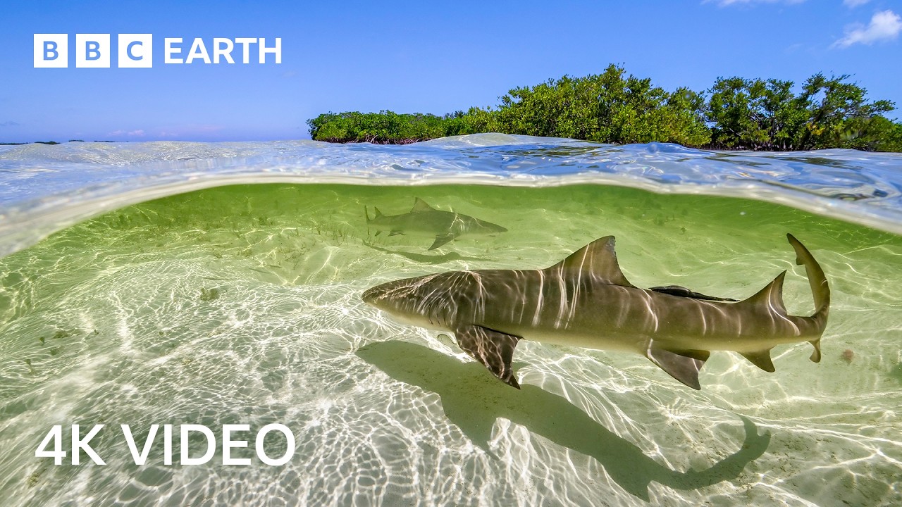 Stunning 4K Underwater Nature Footage π