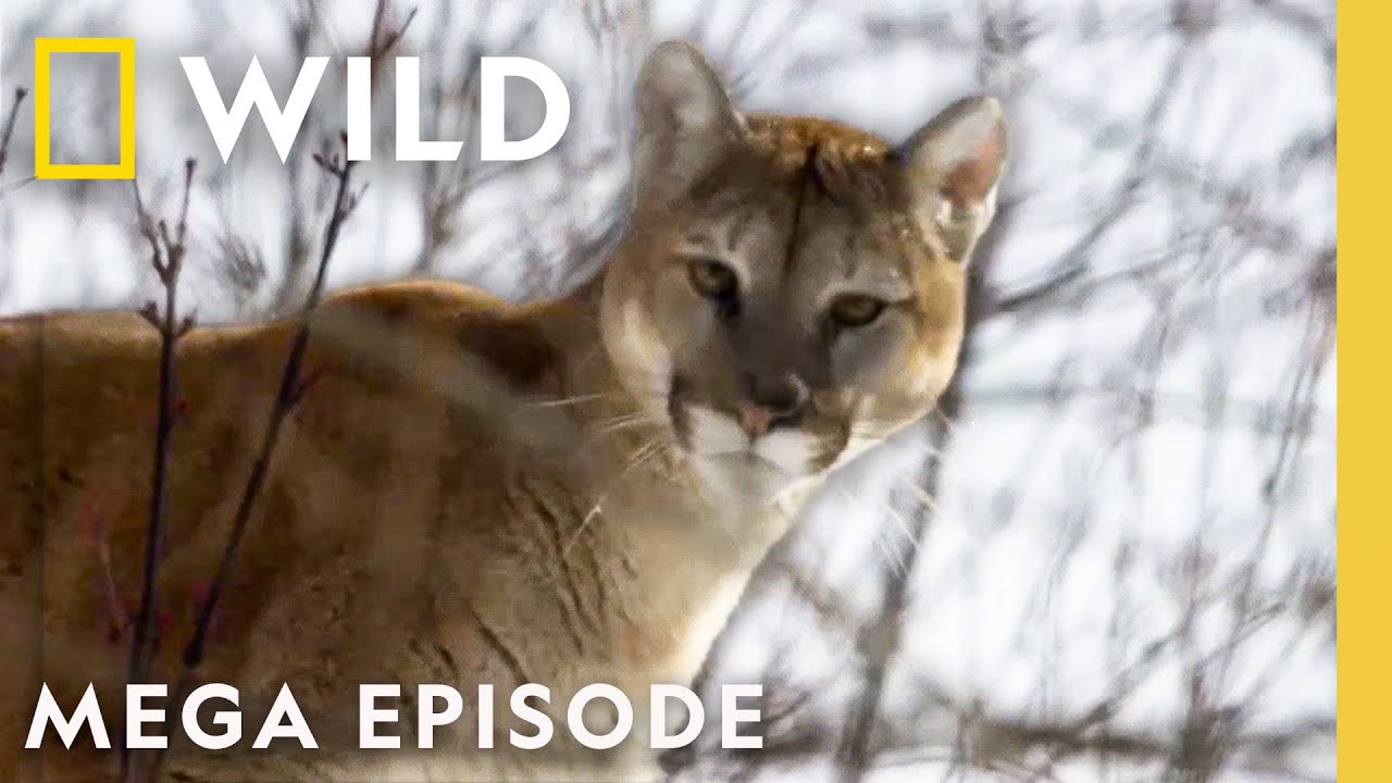 America the Beautiful: Wildlife Heartlands | National Geographic MEGA EPISODE