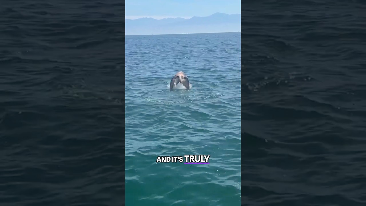 Most Convincing Mermaid Footage Ever Caught 👀