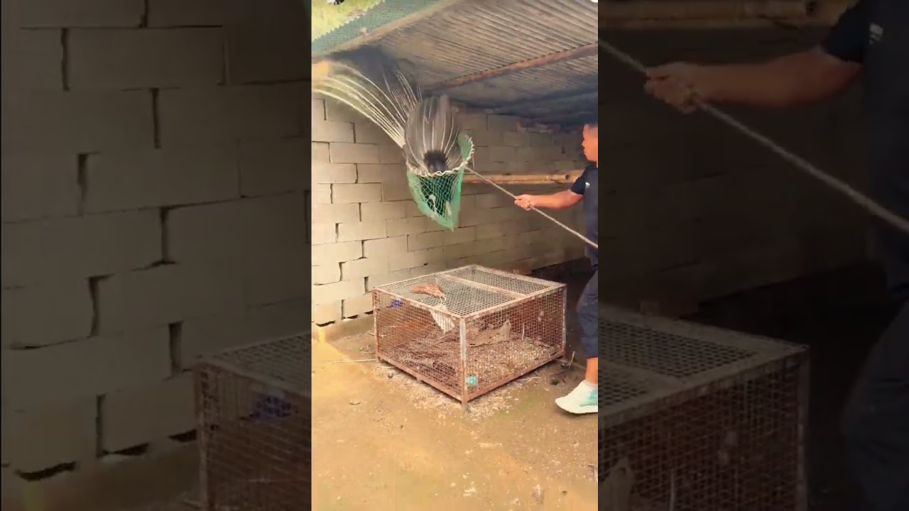 Teknik Tepat Menangkap Burung Merak 🦚 #shorts