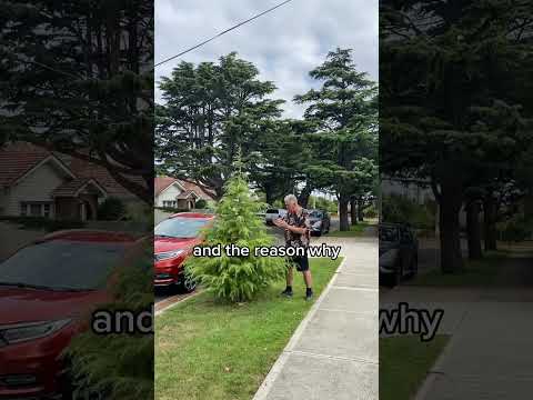 The Perfect Evergreen Conifer - Himalayan Cedar