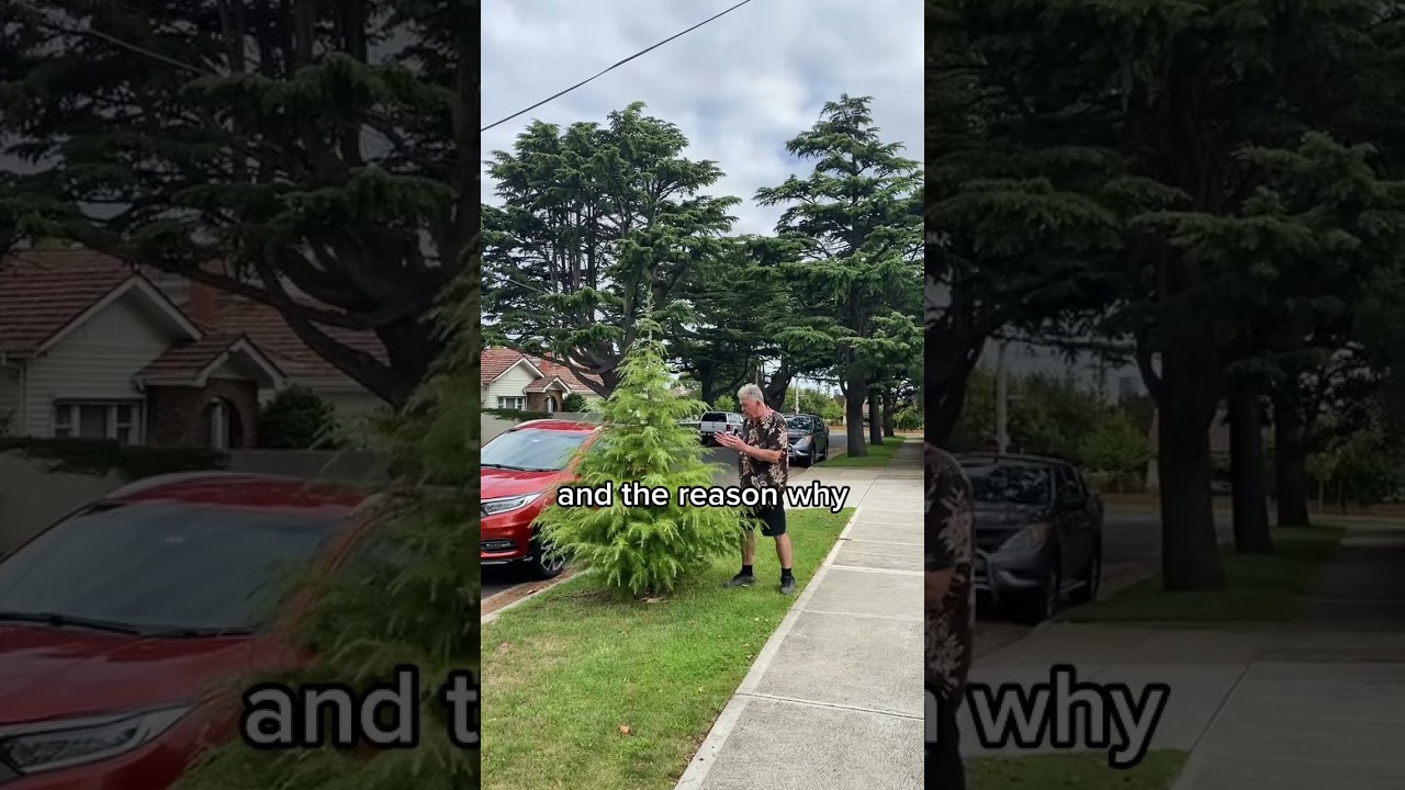 Discover the Majestic Himalayan Cedar: The Perfect Evergreen Conifer 🌲