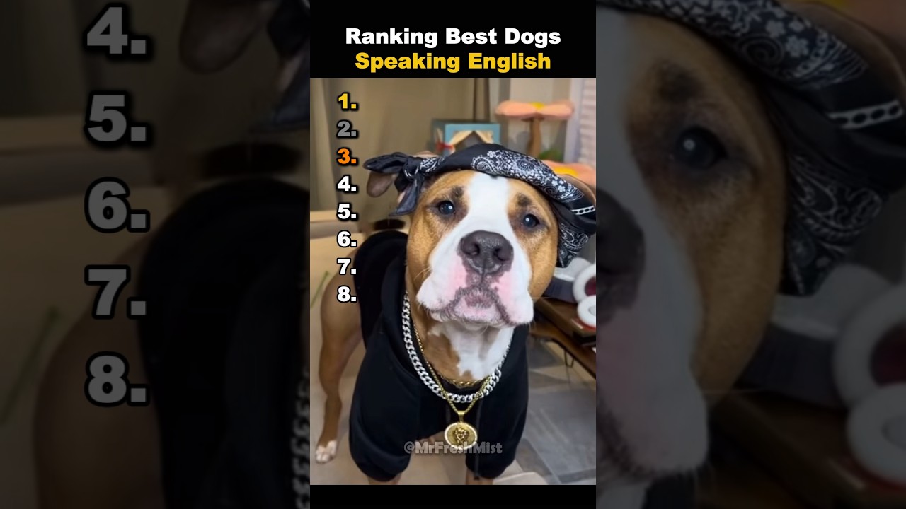 Top 10 Dogs That Speak English 🐶 | Hilarious & Heartwarming Moments