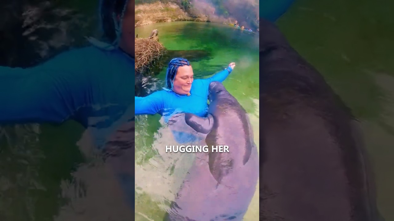 Adorable Manatee Hugs Her 😍