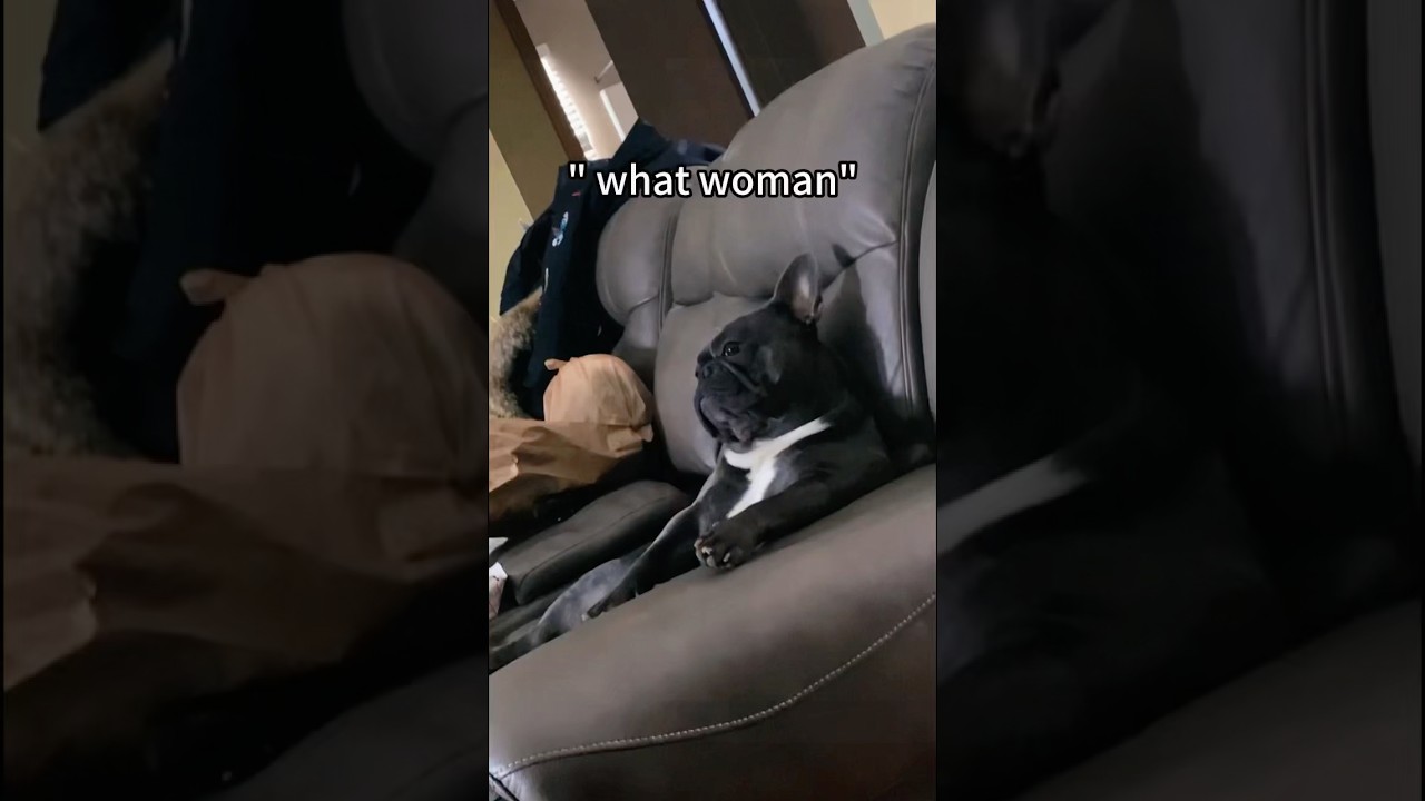 Hilarious French Bulldog Moments 🐶