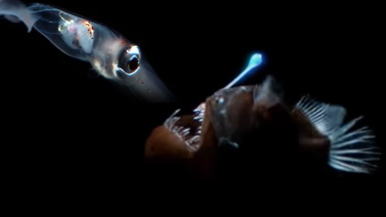 Explore the Mysteries of Deep Sea Creatures & Their Bioluminescent Glow 🌊