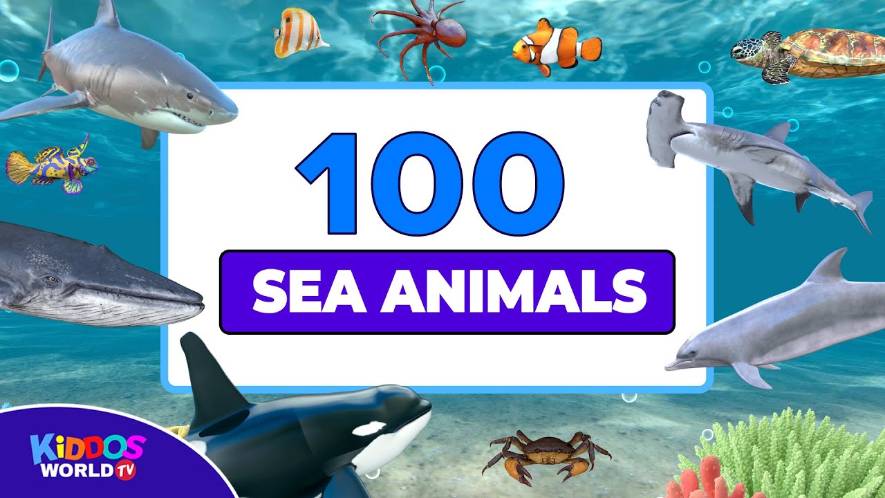100 Sea Animals: Names & Videos 🐠