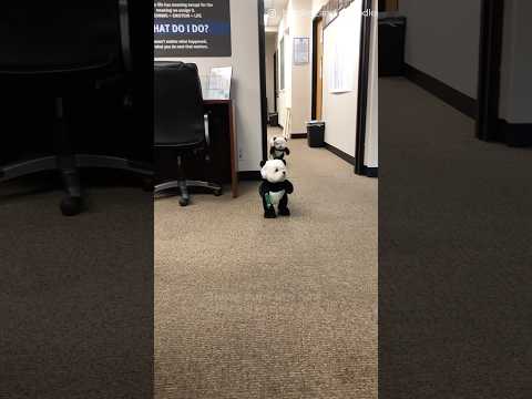 The cutest mini Panda’s you’ll ever see 🐼😍