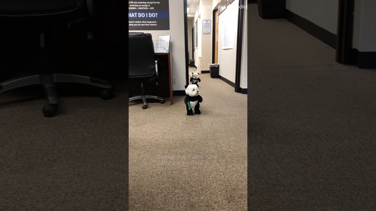 Adorable Mini Pandas That Will Melt Your Heart 🐼