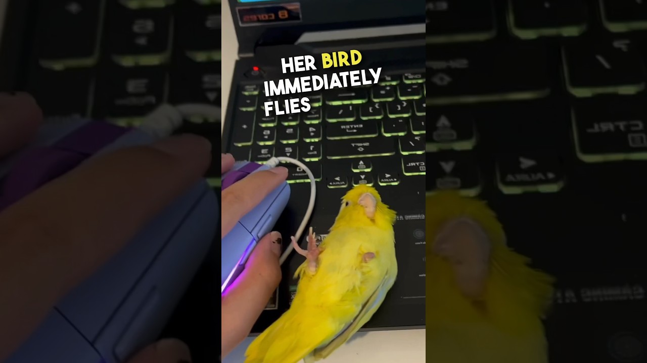 Bird Pretends to Be a Mouse While Gaming 🐦