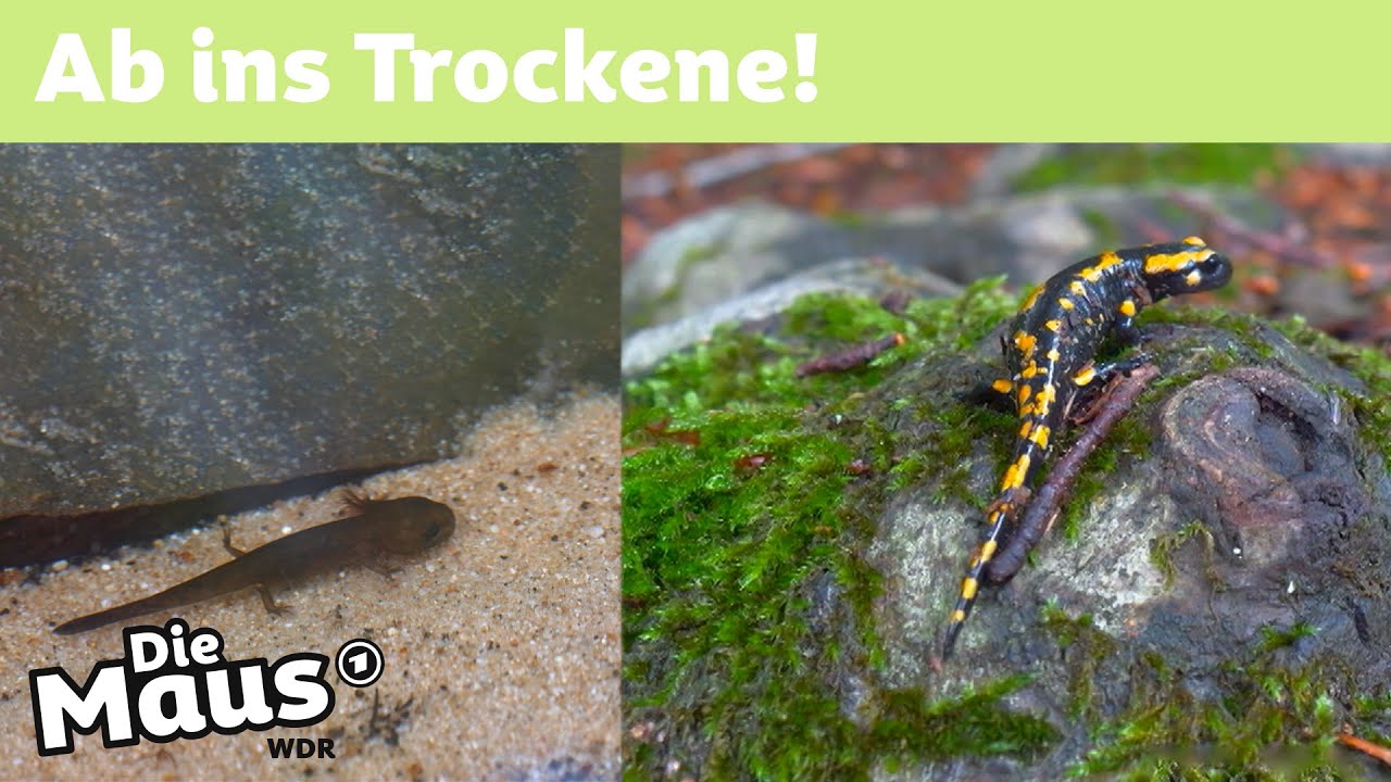 Feuersalamander: Von Larven bis zum Beutefang 🐸
