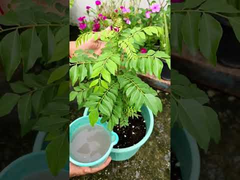 рдпреЗ рдЪреАрдЬ рдХреЬреА рдкрддреНрддреЗ рдХреЗ рдкреНрд▓рд╛рдВрдЯ рдХреЛ рдШрдирд╛ рдФрд░ рд╣рд░рд╛ рднрд░рд╛ рдХрд░ рджреЗрдЧреАред liquid fertilizer for curry patta#currypatta