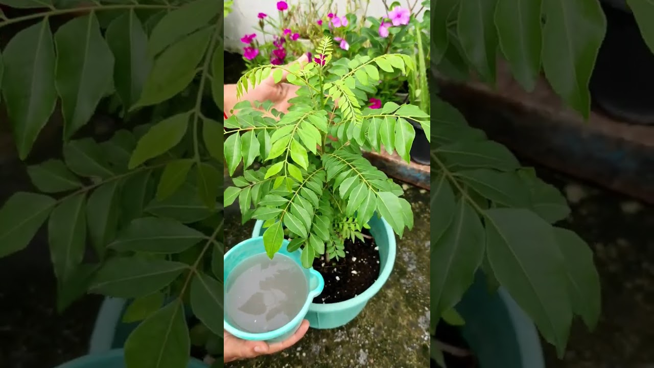 कड़ी पत्ते के पौधे को घना और हरा-भरा बनाने का आसान तरीका 🌿