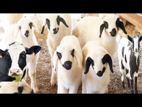 حيوانات للاطفال , حيوانات المزرعه , ياغنماتي , خروف , بقره , كلاب , دجاج , قطط , صيصان , ماعز