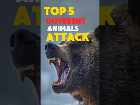 TOP 5 Top 5 Remarkable Animal Attack Techniques