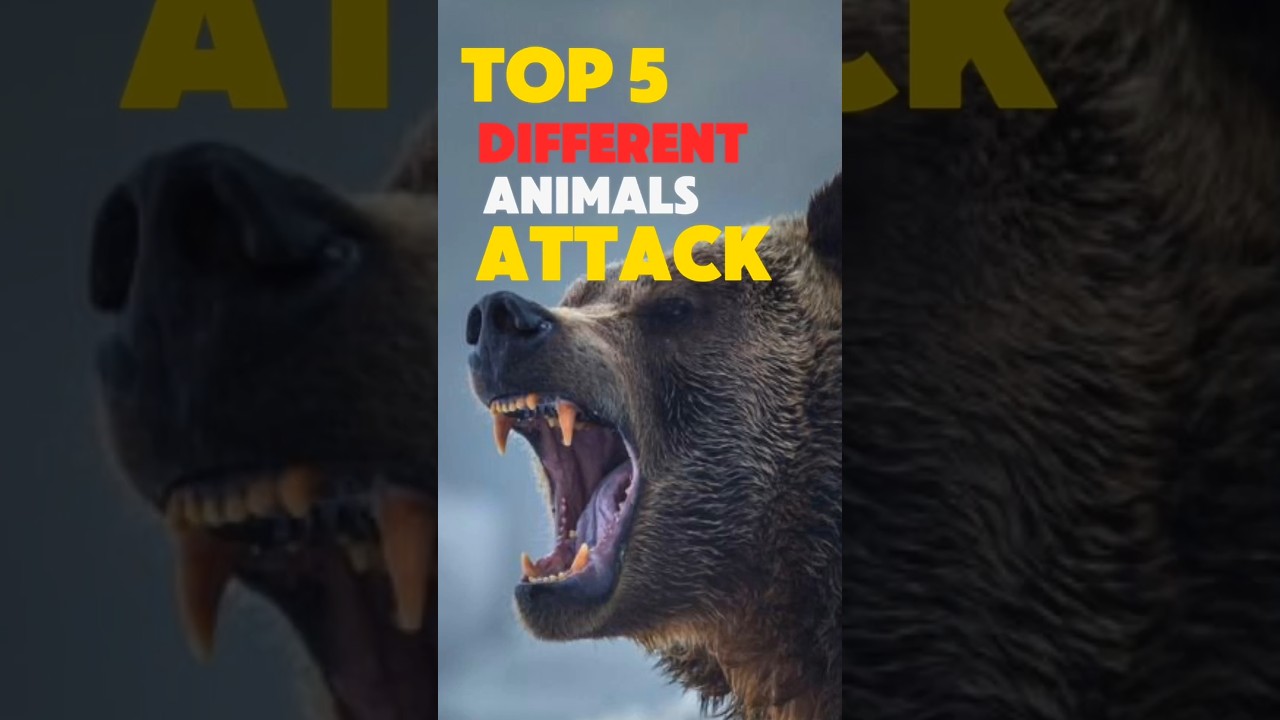TOP 5 Top 5 Remarkable Animal Attack Techniques