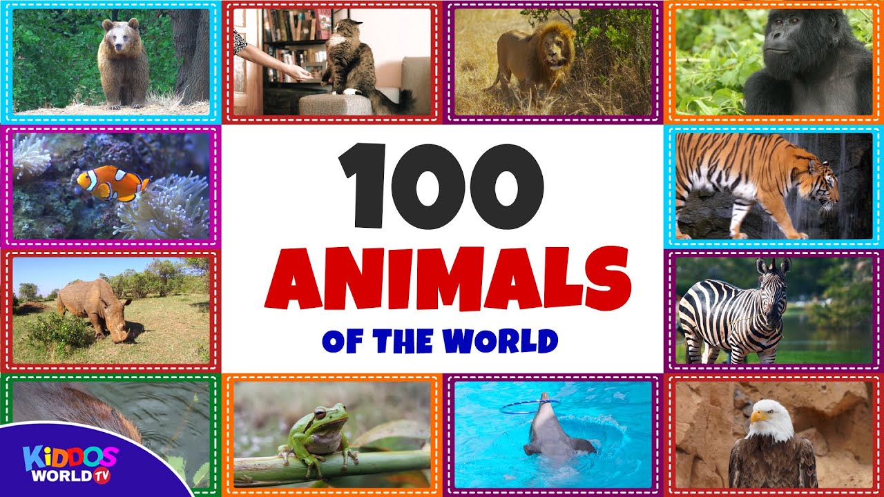 100 Animals of the World: Names & Sounds 🐾