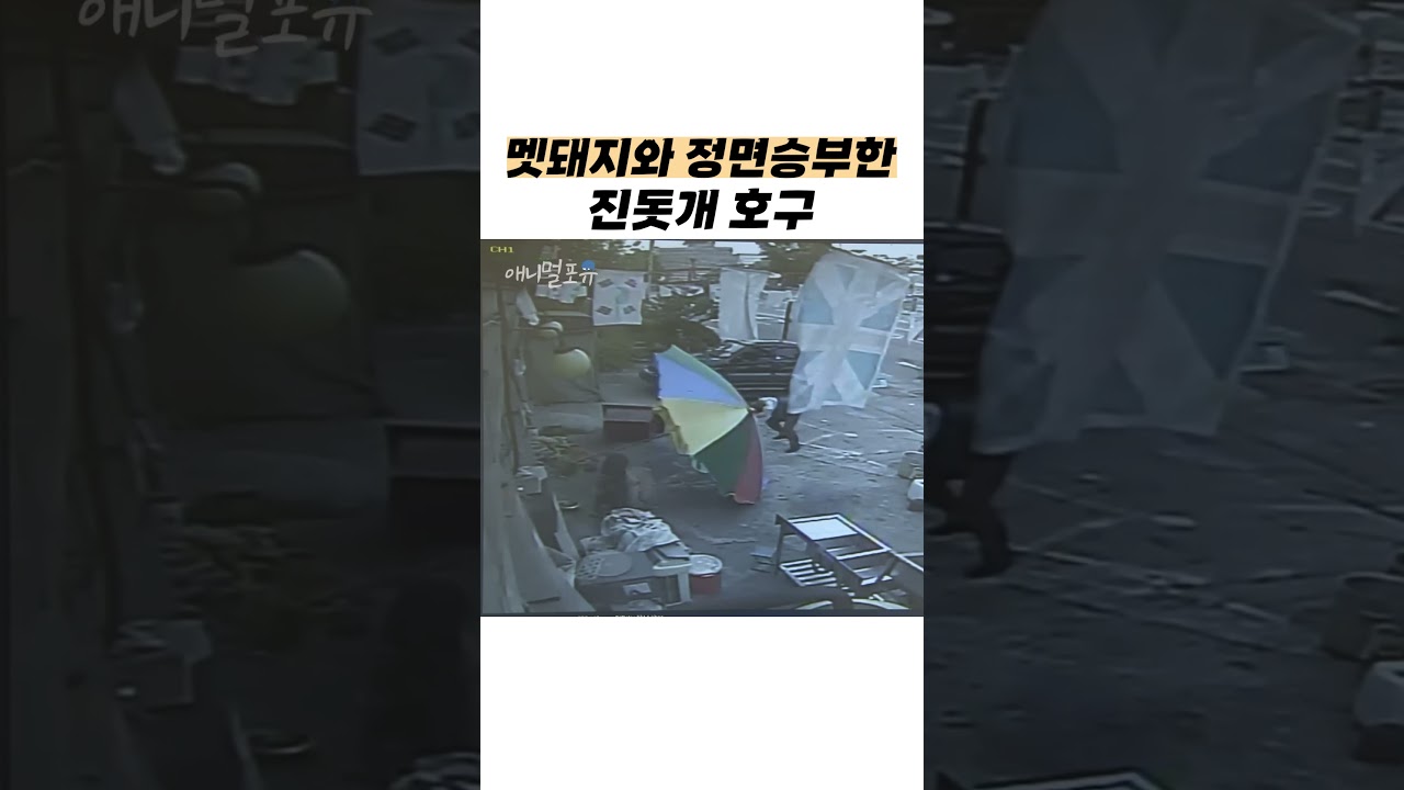 진돗개와 멧돼지의 대결 🐕