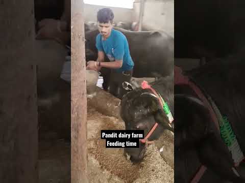 feeding time #dairyfarming #dairyfarm #topper #buffalo #feed #feeding