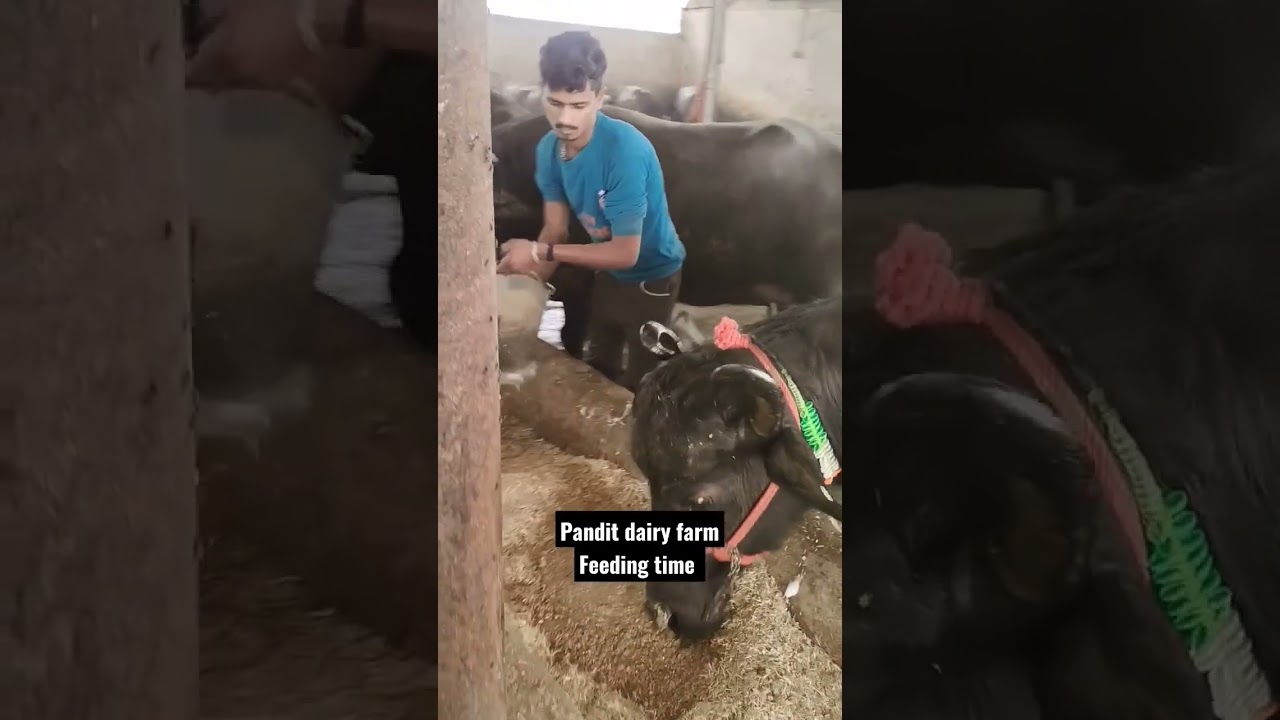 Feeding Time on Dairy Farm 🐄