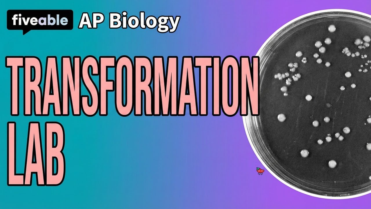 AP Biology Transformation Lab: pGLO & Efficiency 🧫